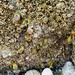 Aggregating Anemone