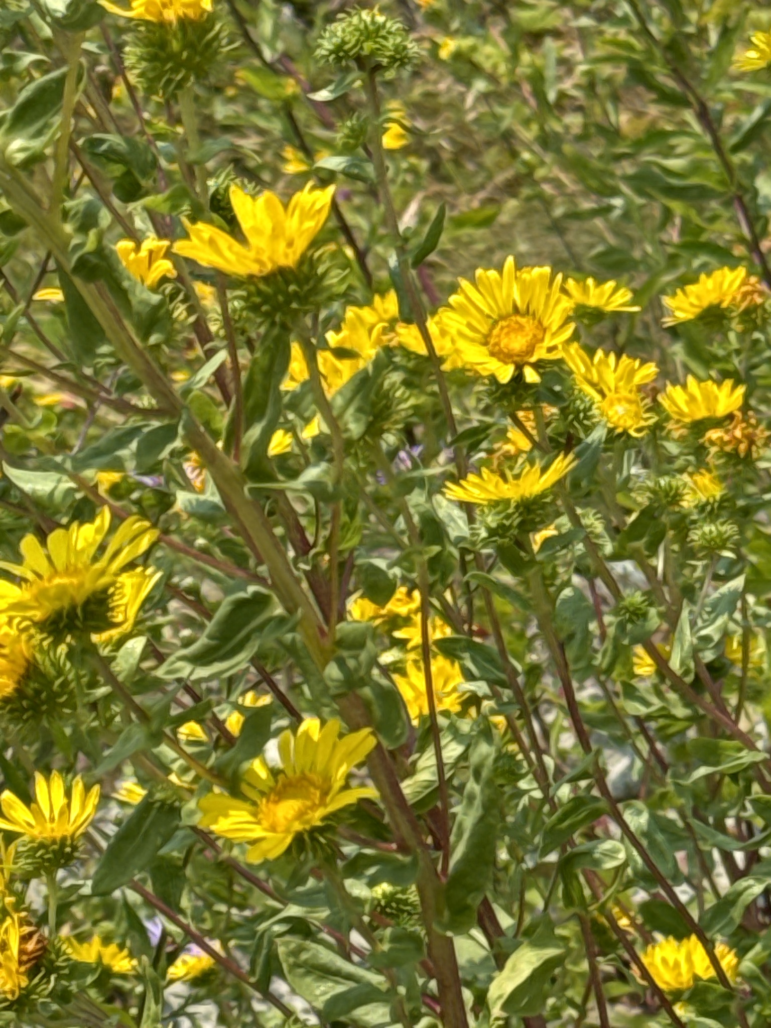 Grindelia