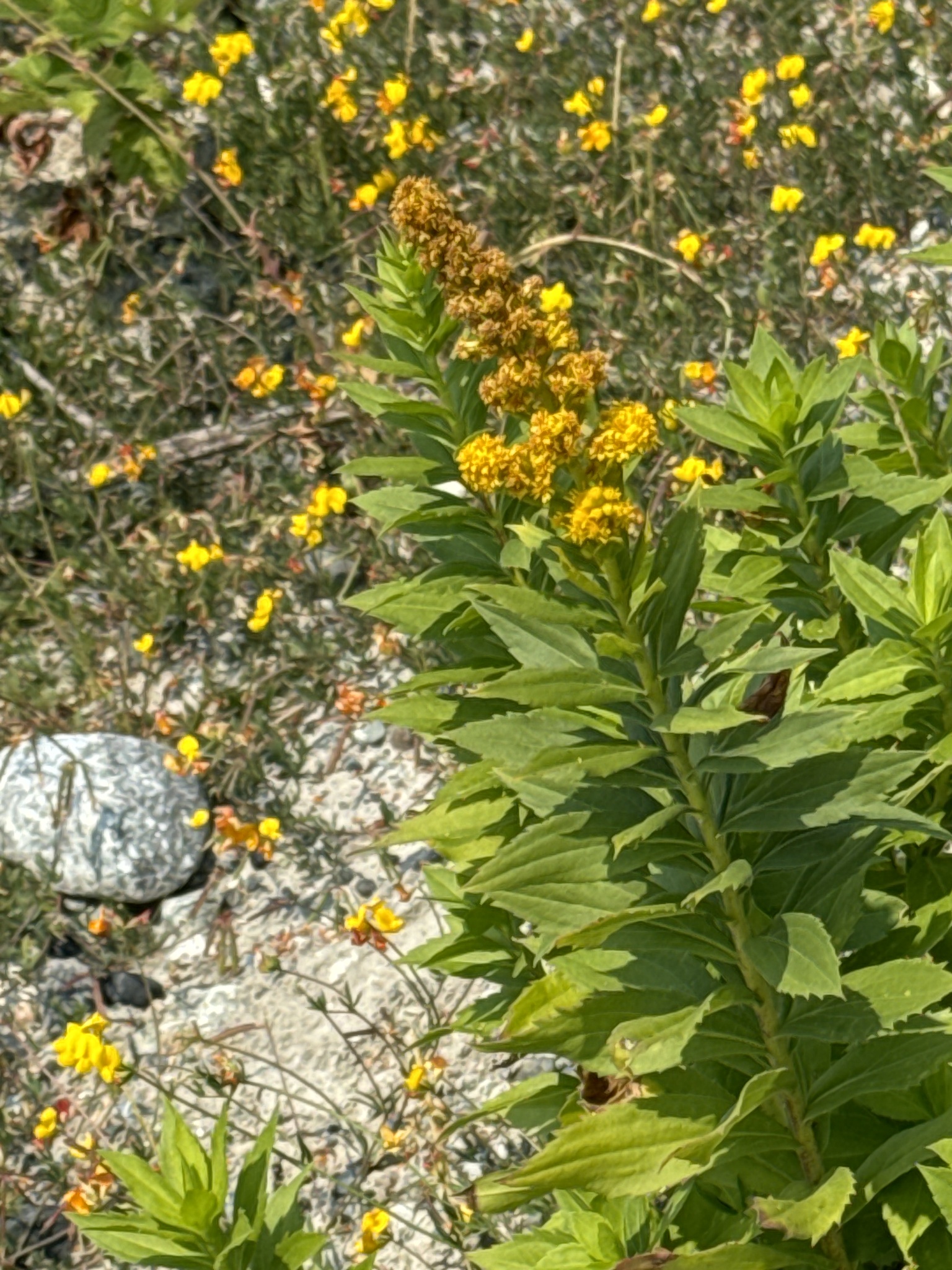 Solidago lepida