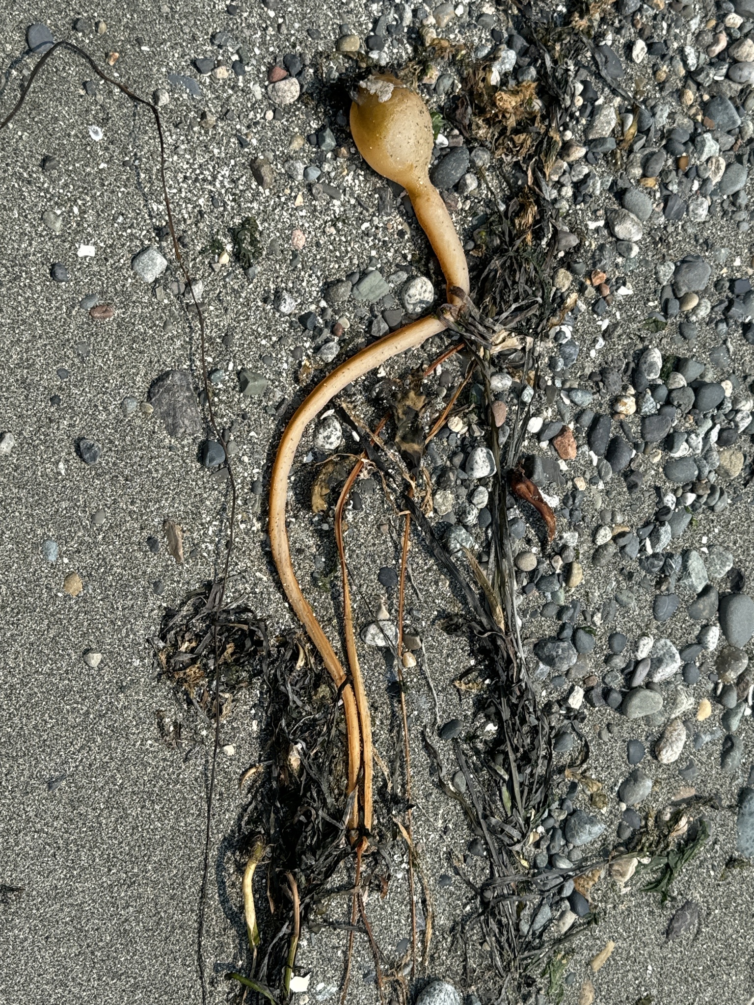 Nereocystis luetkeana