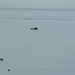 Harbor Seal