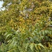 golden rain tree