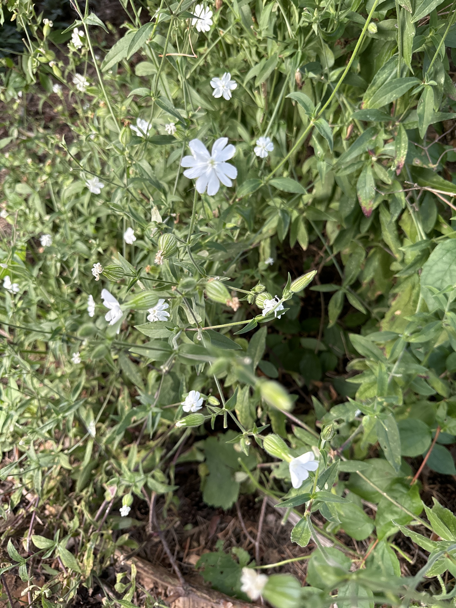 Silene latifolia