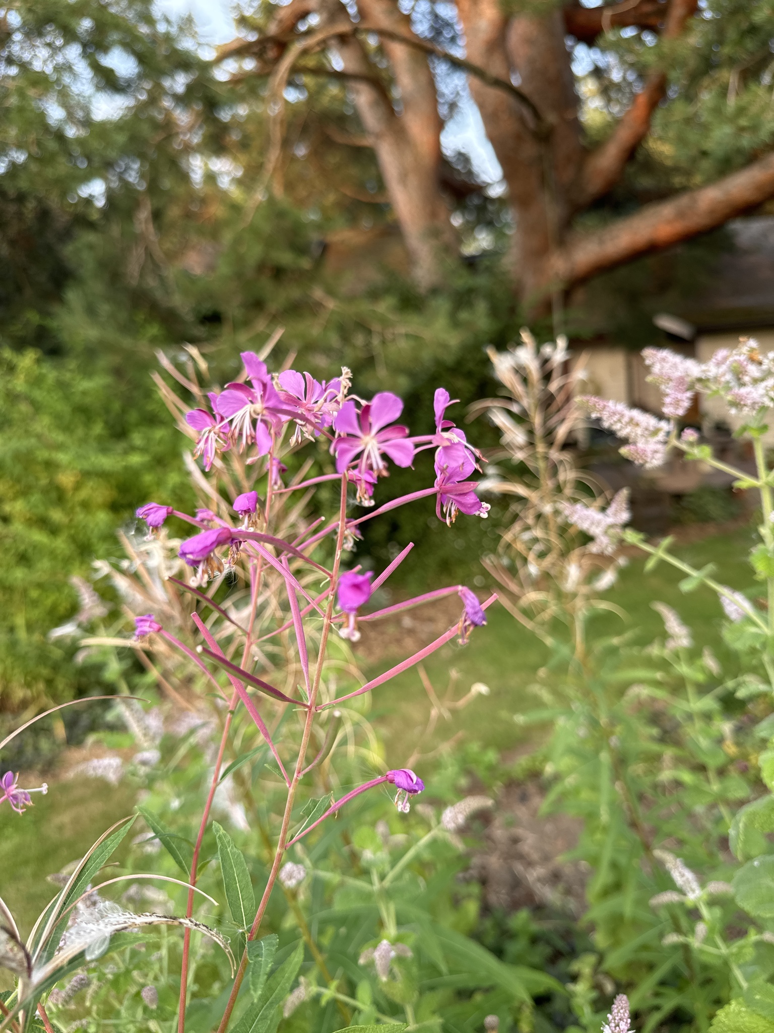 Chamaenerion angustifolium
