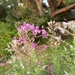 fireweed