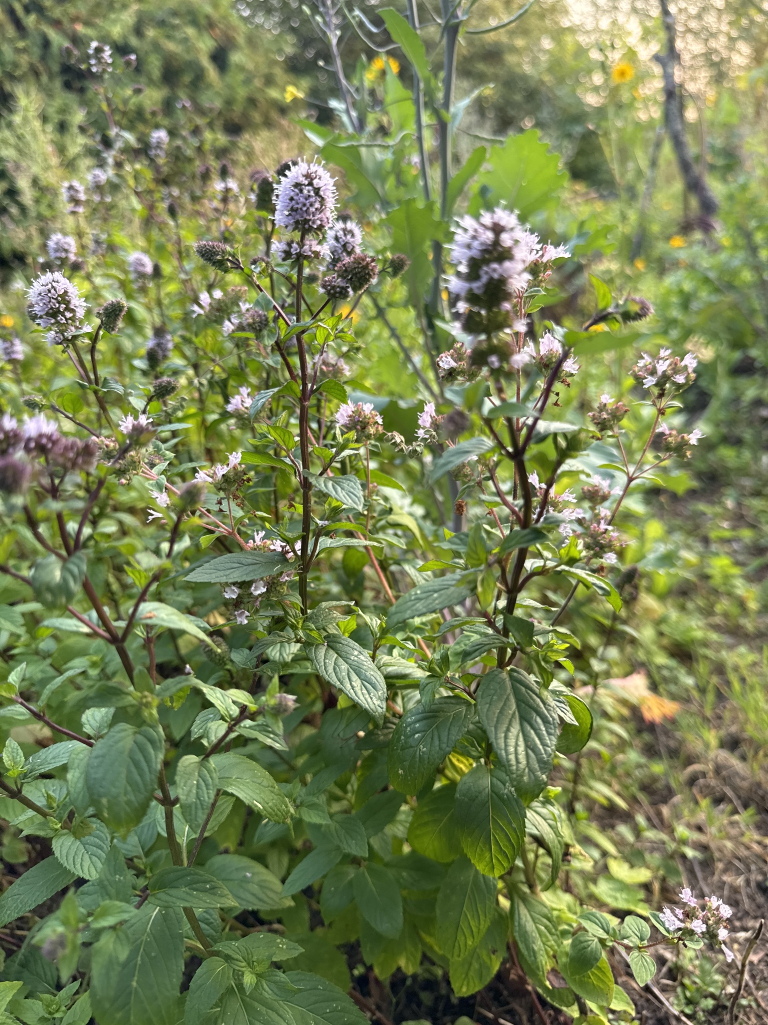 Mentha × piperita