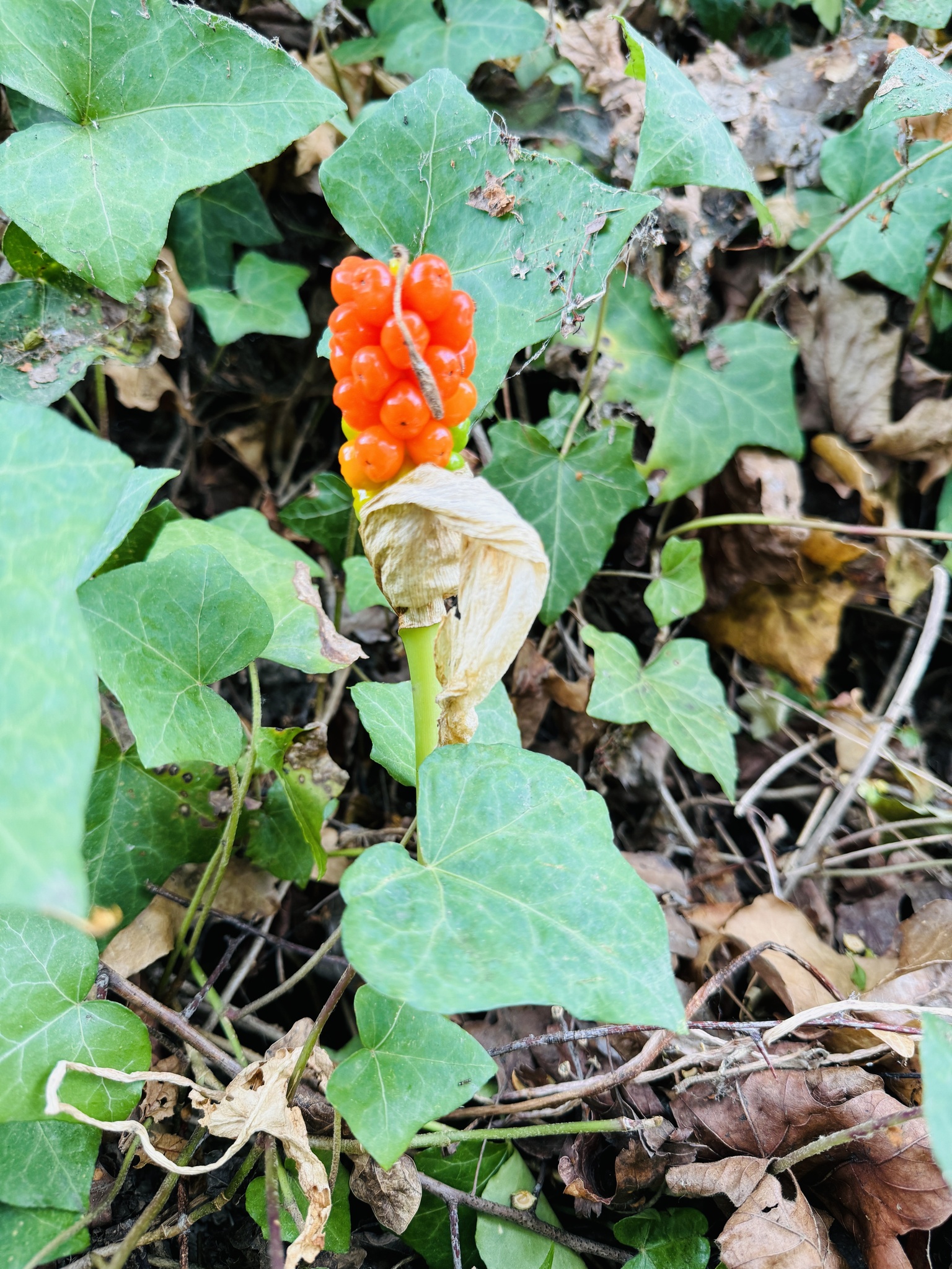 Arum italicum