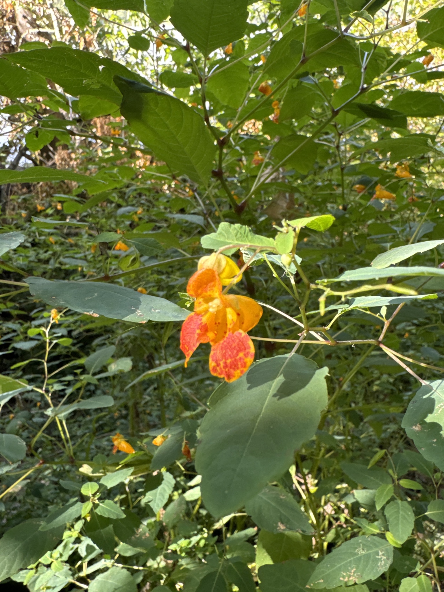 Impatiens capensis