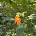 common jewelweed