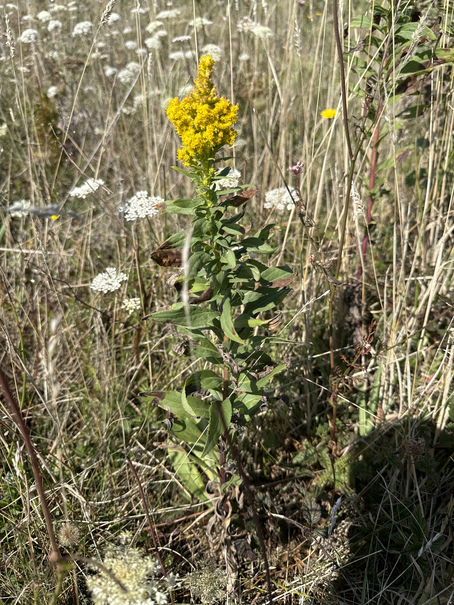 Solidago elongata
