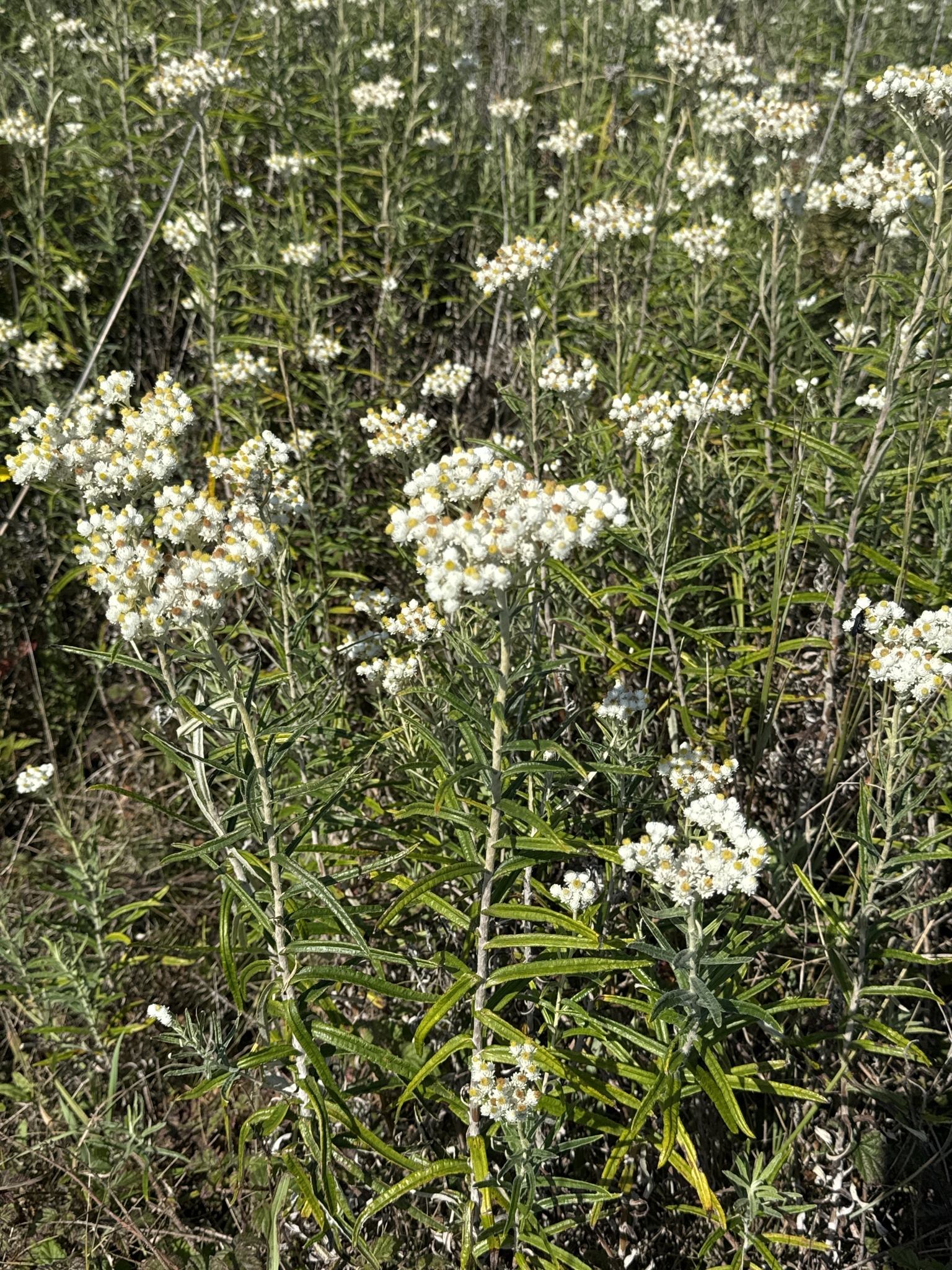 Anaphalis margaritacea