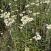 pearly everlasting