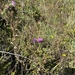 Bull Thistle