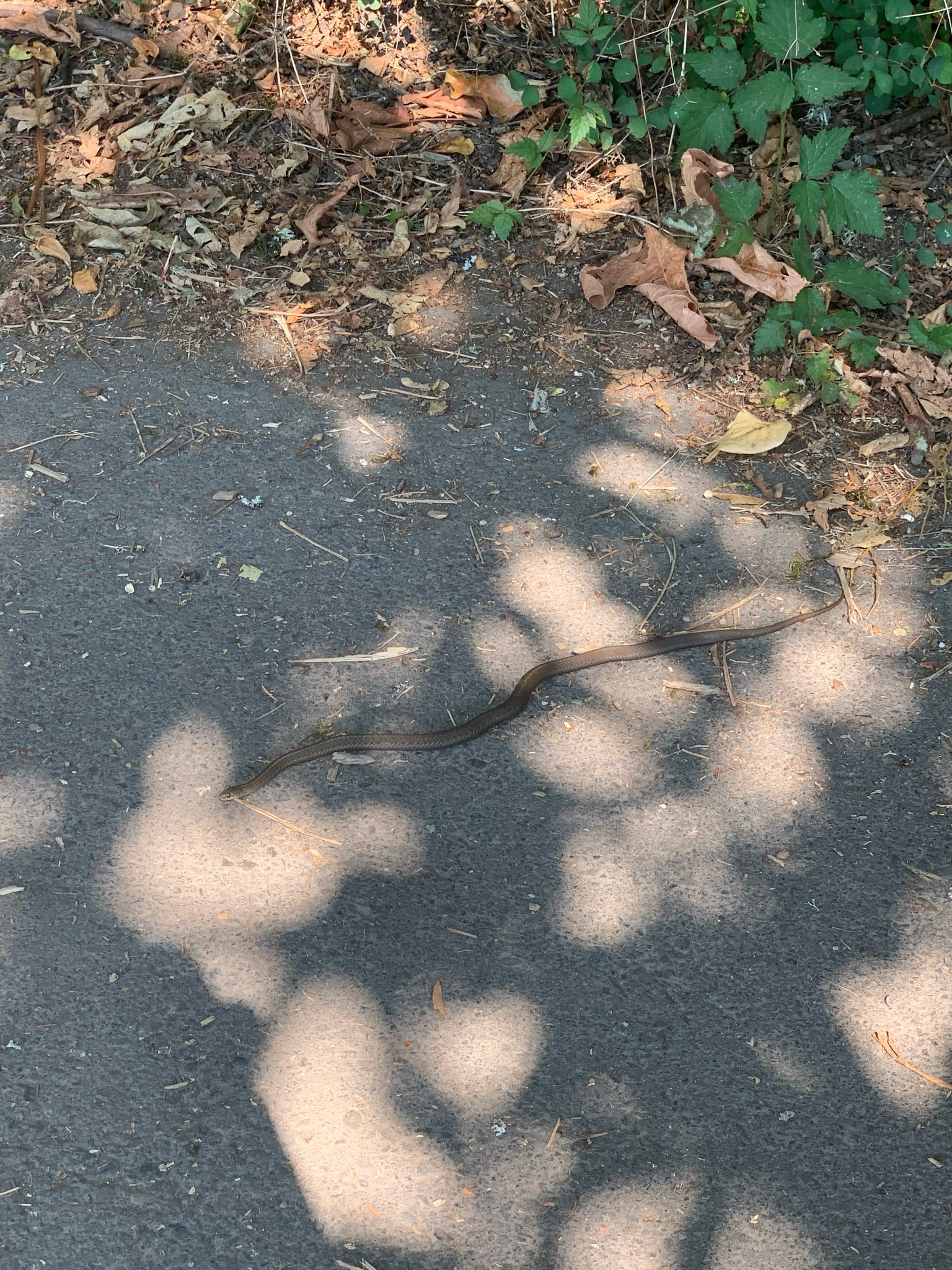 Thamnophis ordinoides