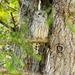 Barred Owl