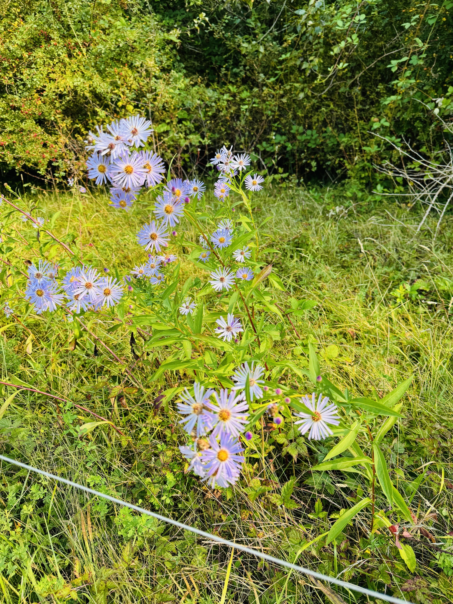 Symphyotrichum