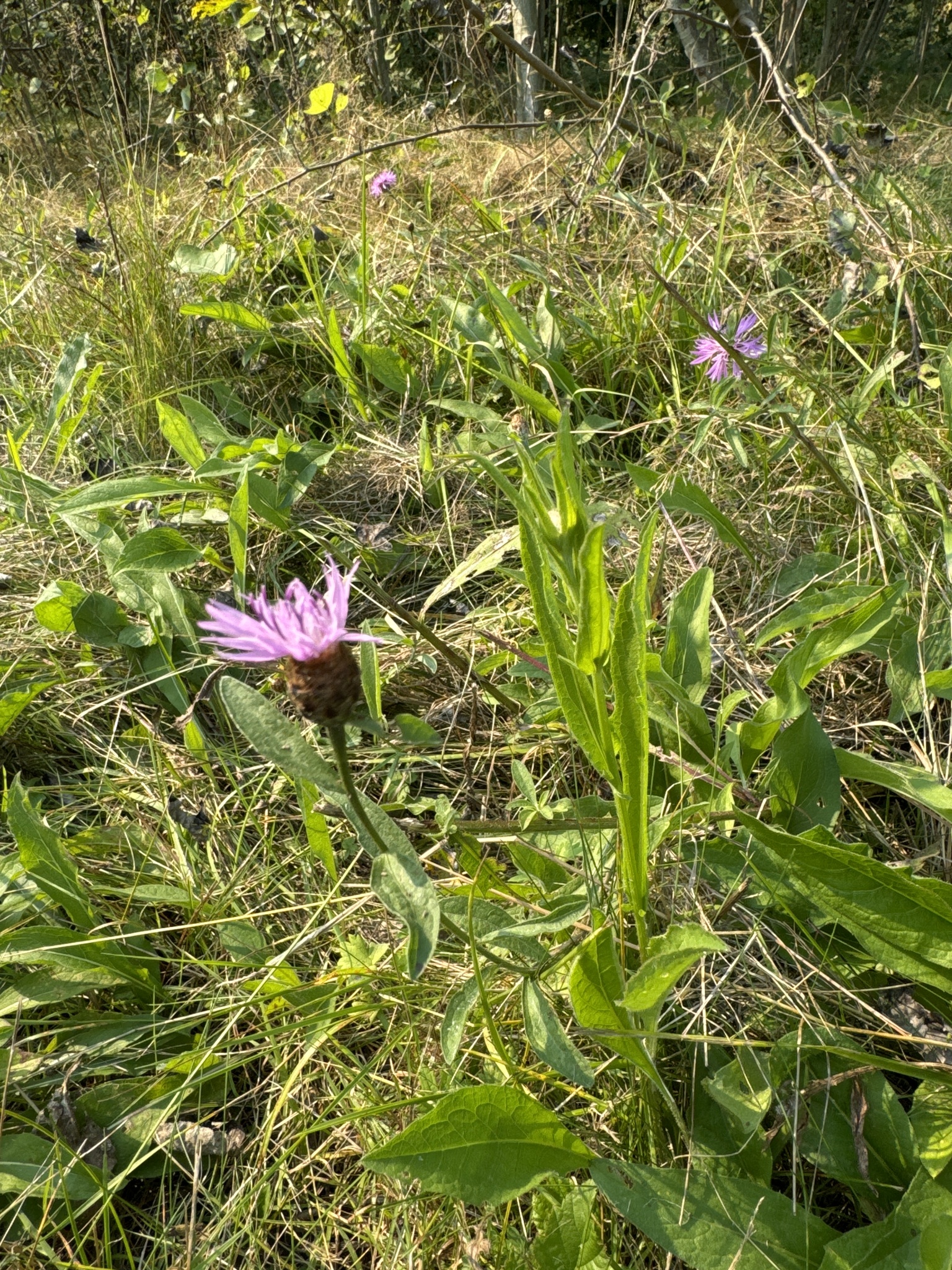 Centaurea nigrescens