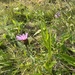 Tyrol knapweed