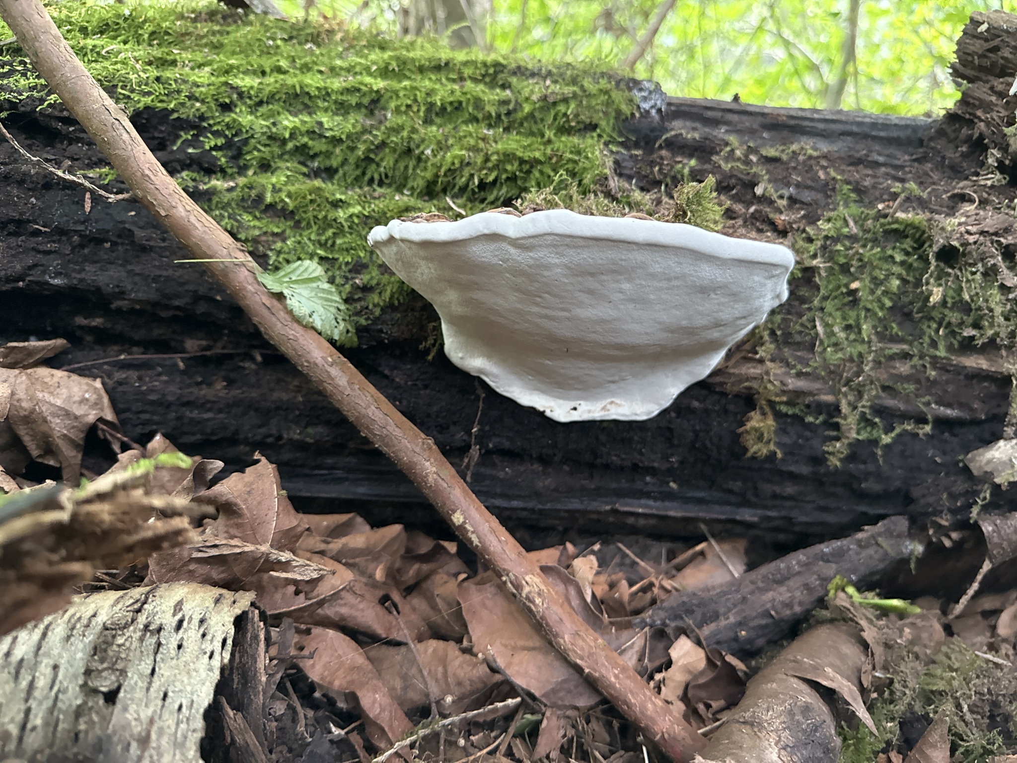 Ganoderma applanatum