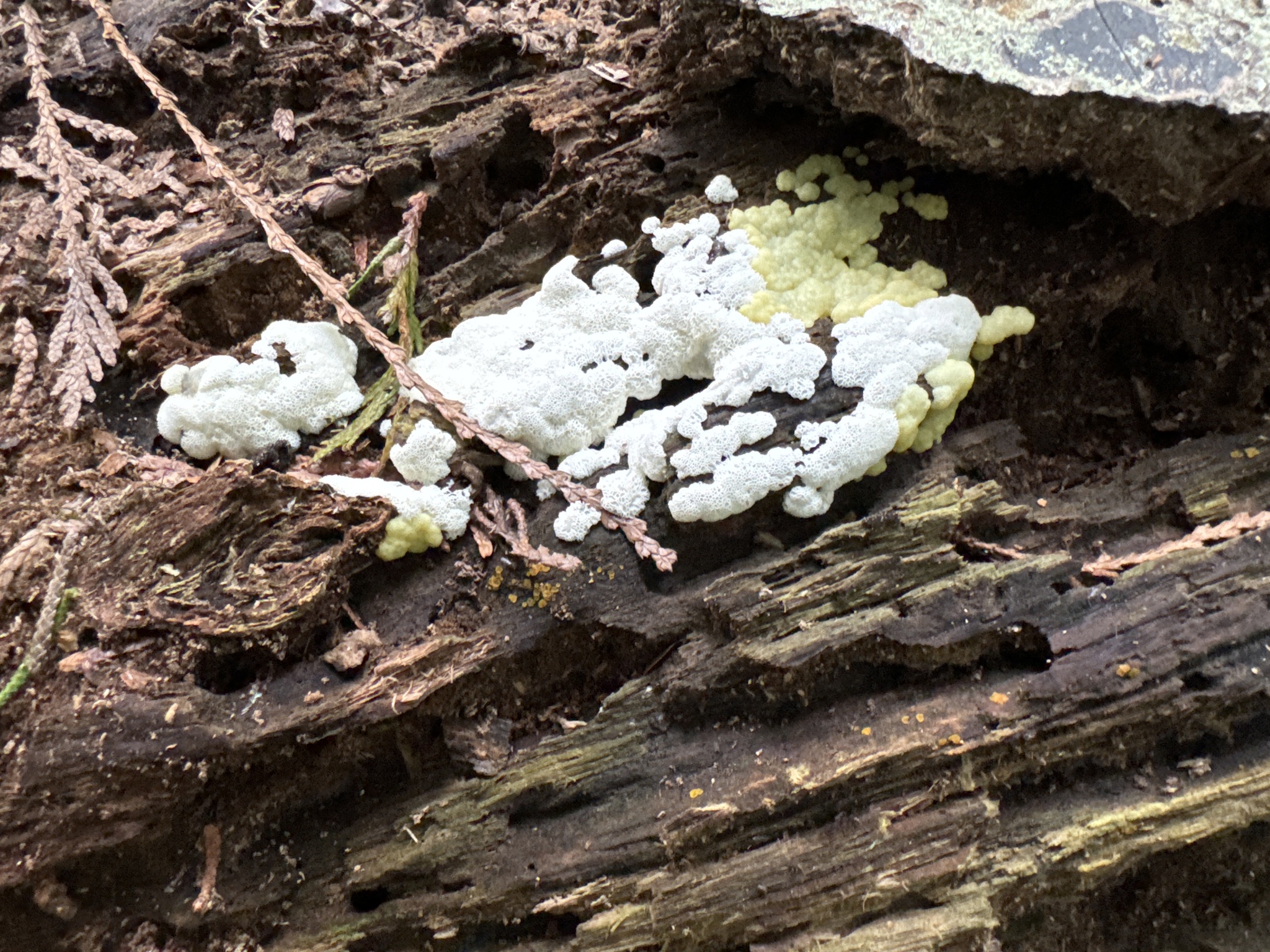 Ceratiomyxa porioides