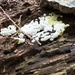 Honeycomb Coral Slime Mold