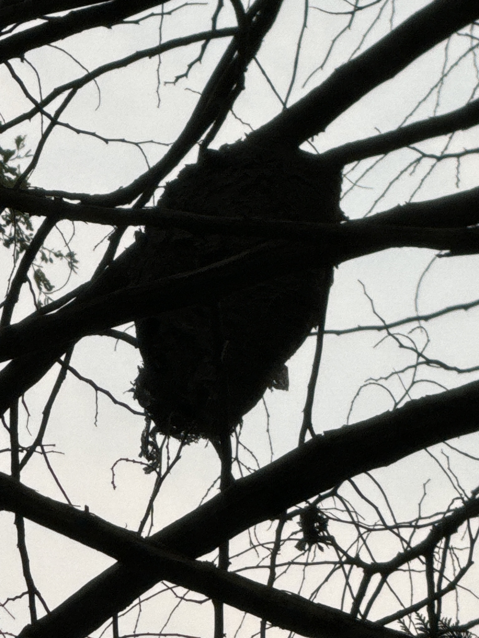 Dolichovespula maculata