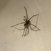Giant House Spider