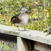 Wood Duck