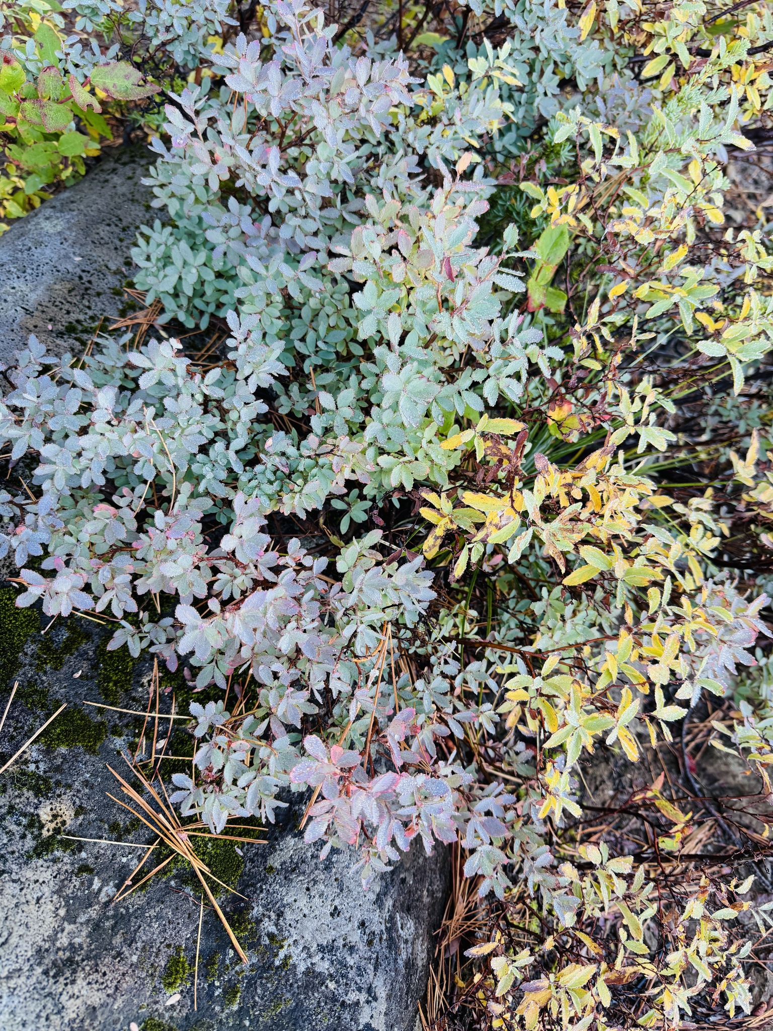 Vaccinium uliginosum