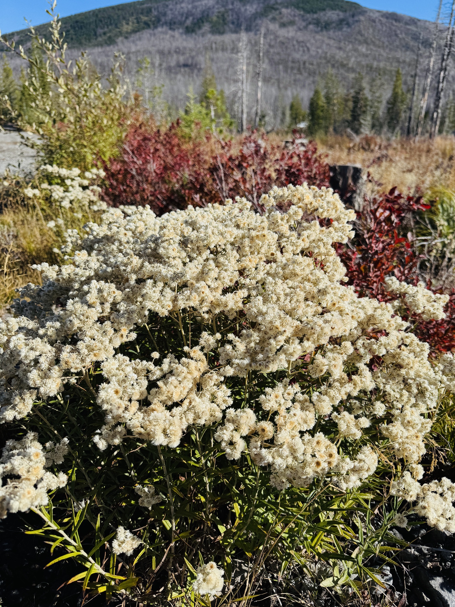 Anaphalis margaritacea