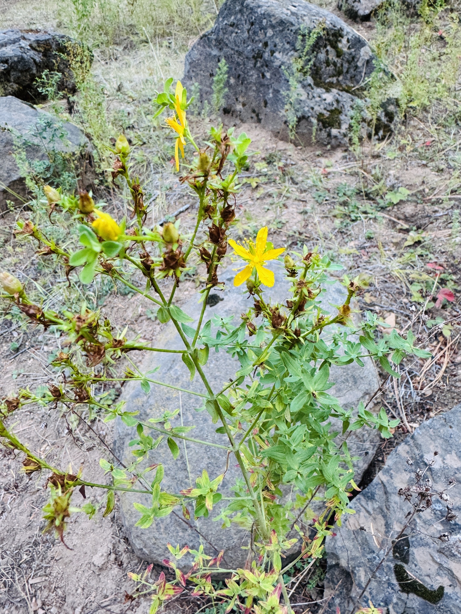 Hypericum perforatum