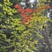 Vine Maple