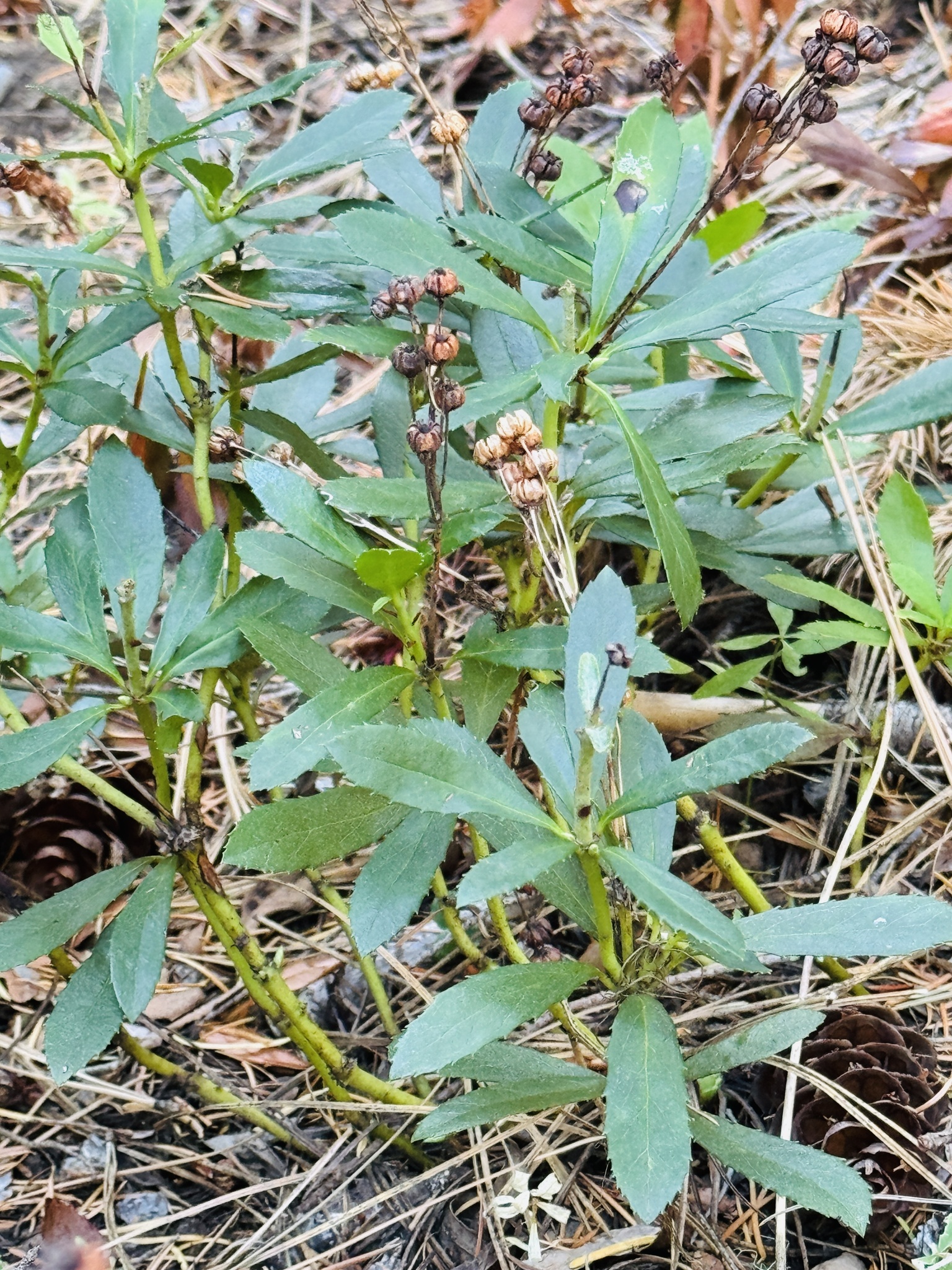 Chimaphila umbellata