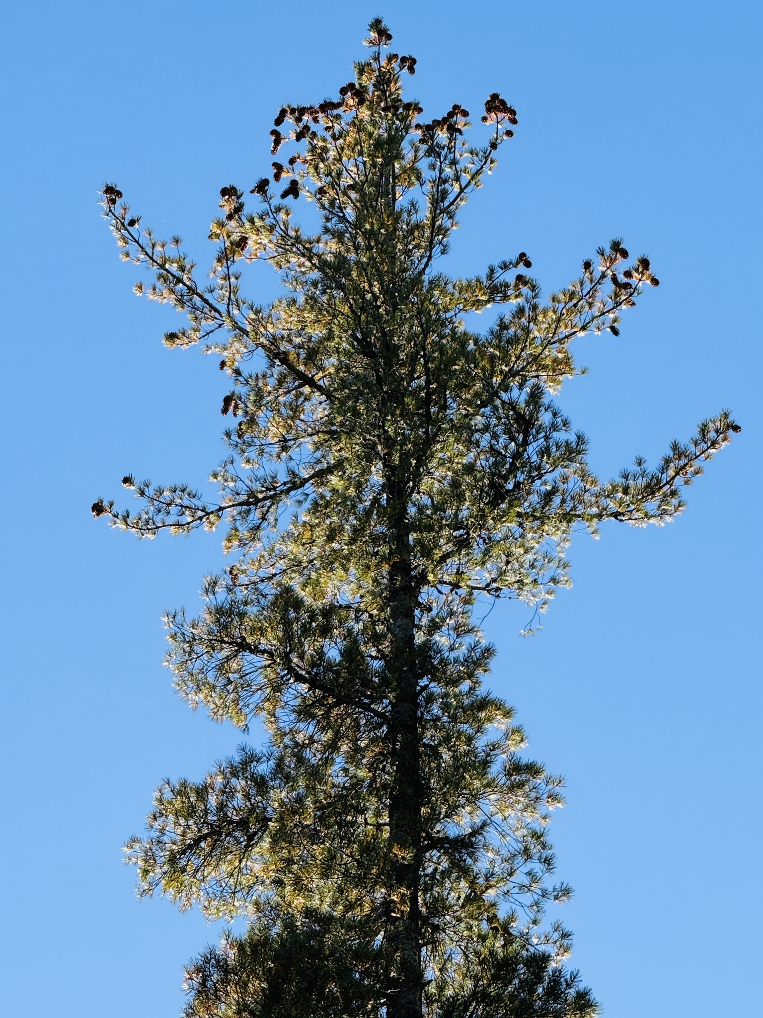 Pinus monticola