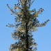 western white pine