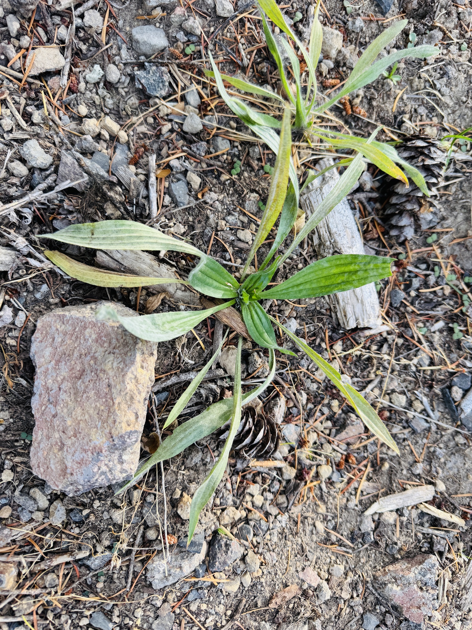 Plantago lanceolata