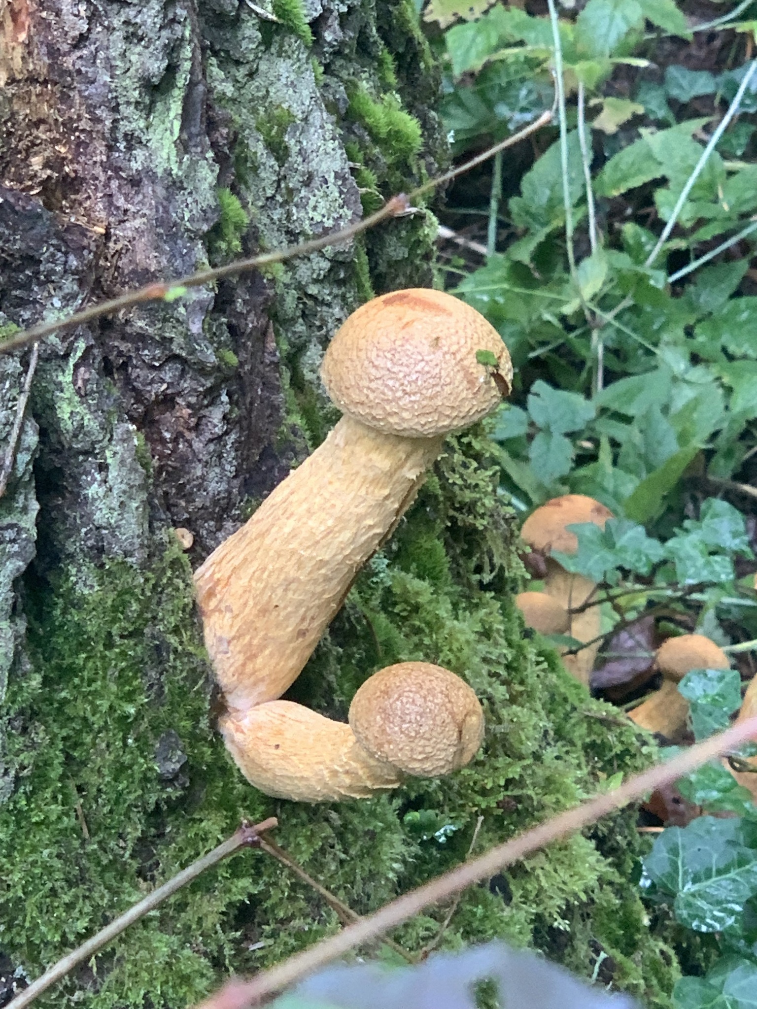 Gymnopilus ventricosus