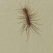 House Centipede