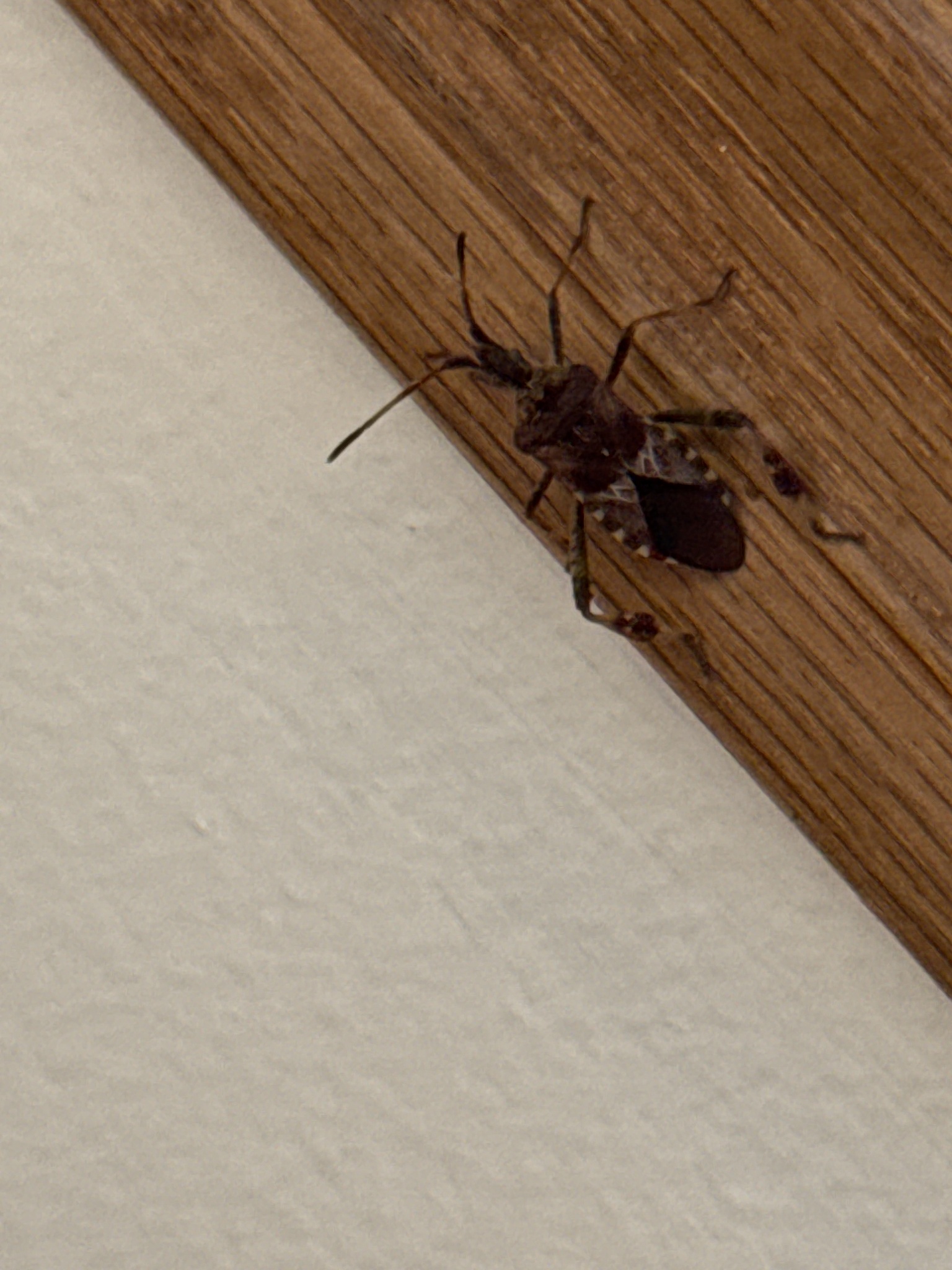 Leptoglossus occidentalis