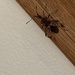 Western Conifer Seed Bug
