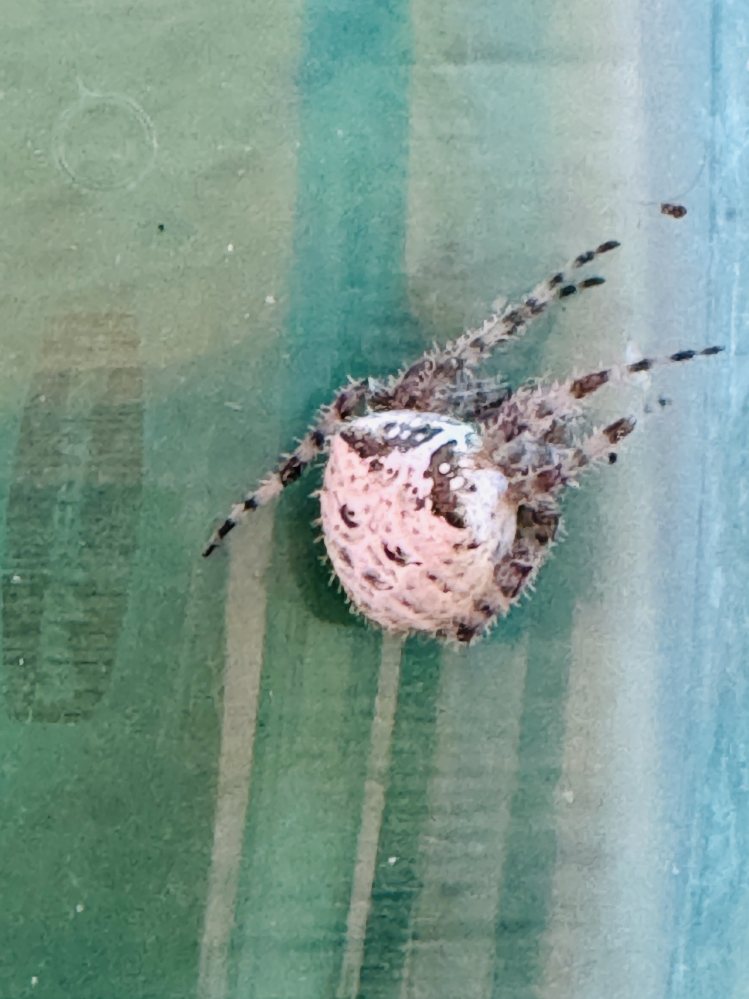 Araneus gemmoides