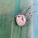Cat-faced Orbweaver