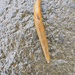 Western Dusky Slug