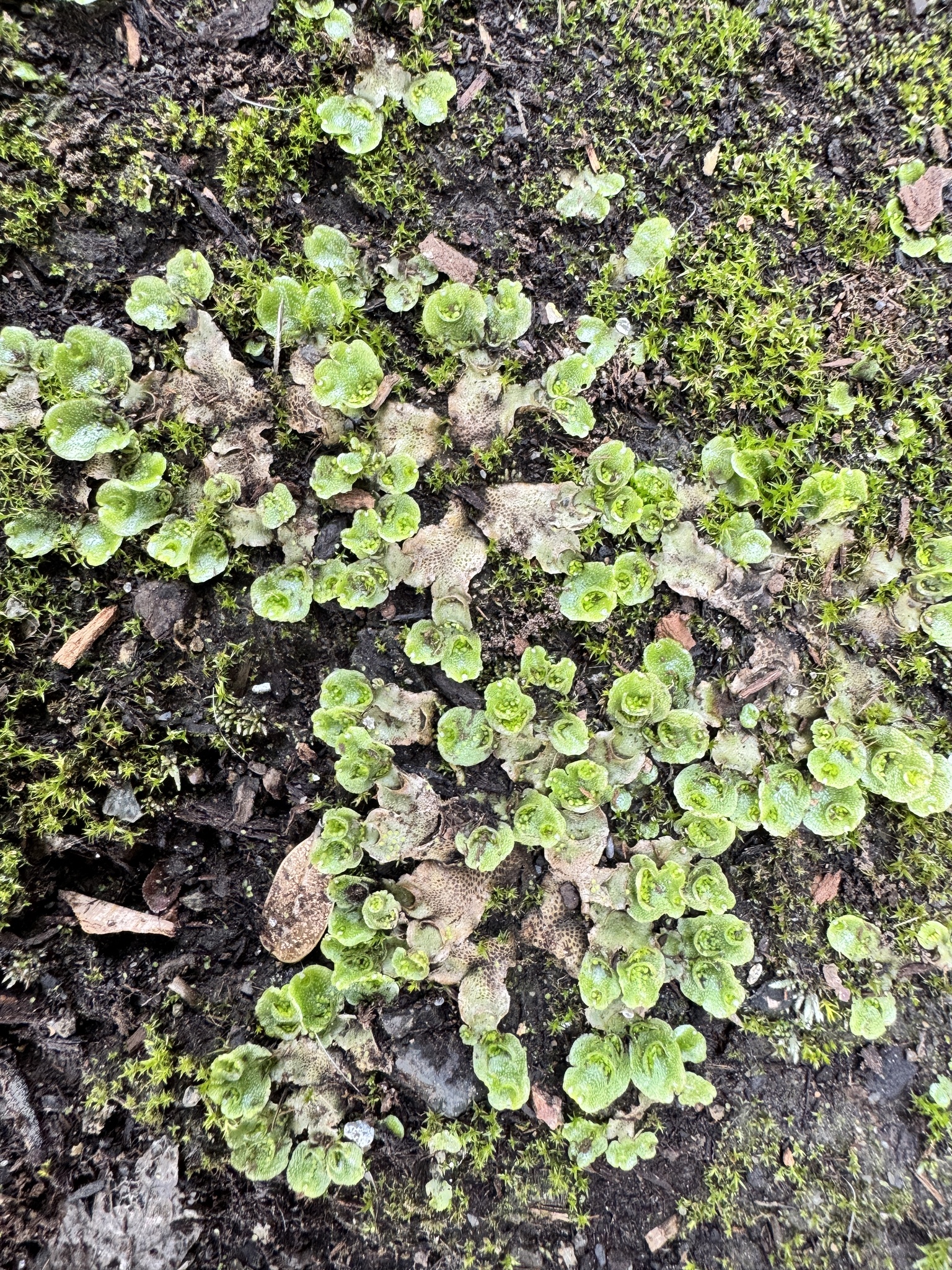 Lunularia cruciata