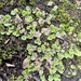 Crescent-cup liverwort