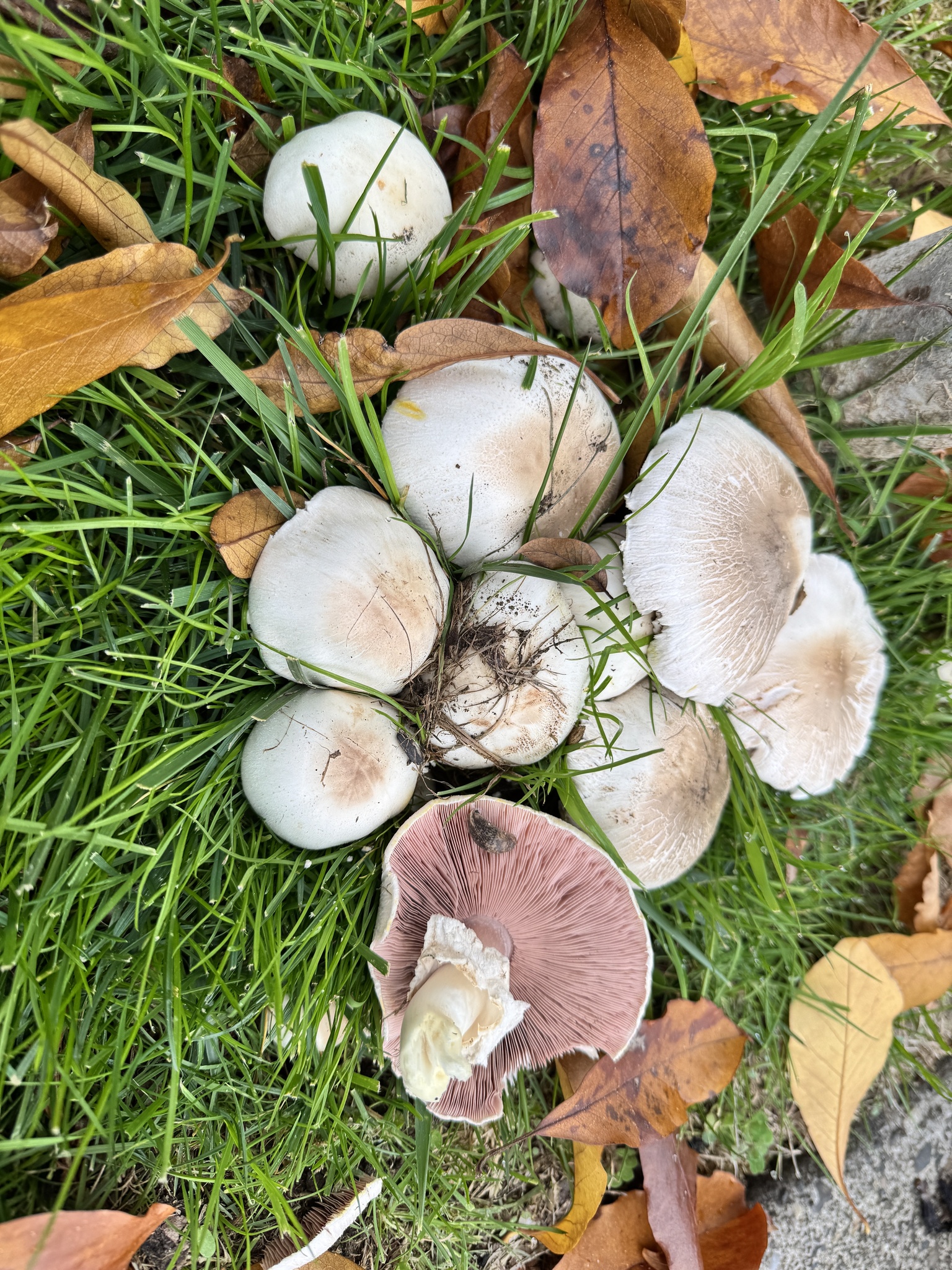 Agaricus xanthodermus