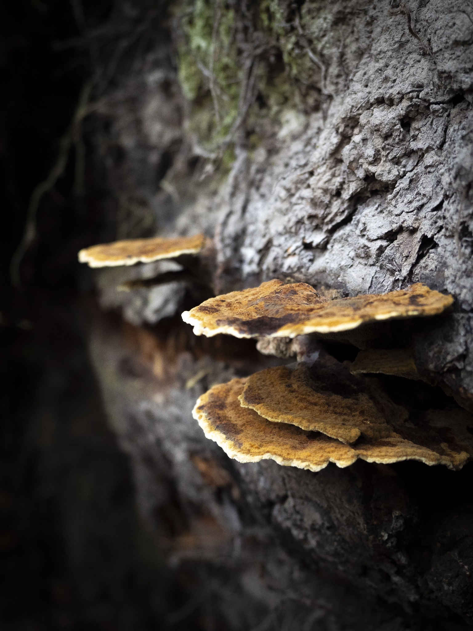 Pycnoporellus fulgens