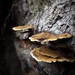 Pycnoporellus fulgens