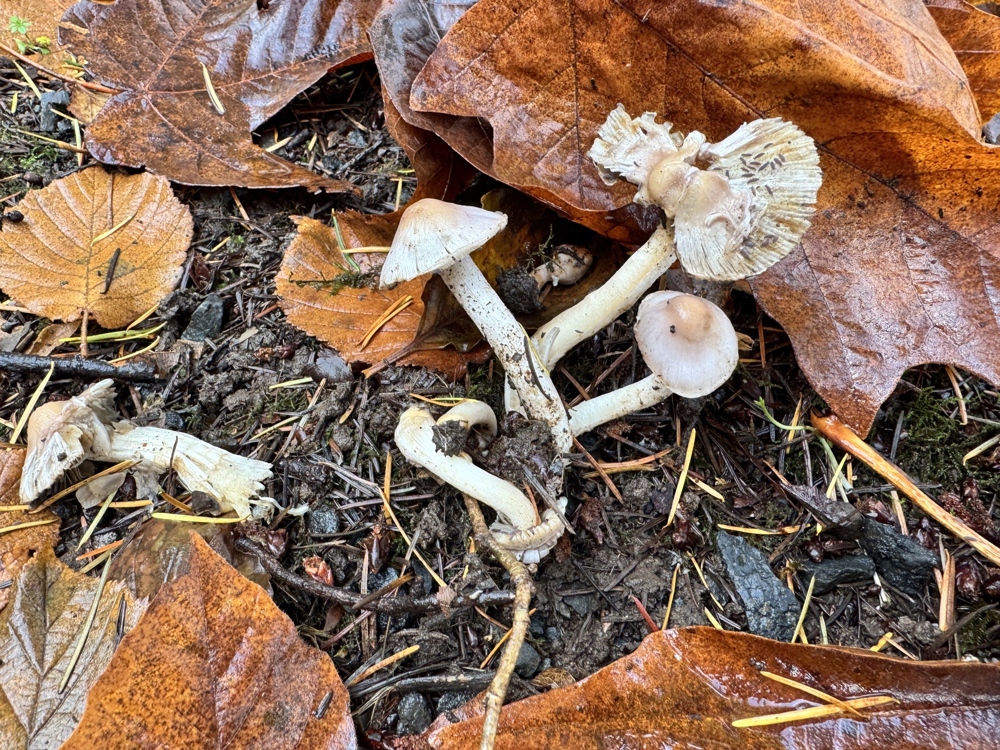 Inocybe