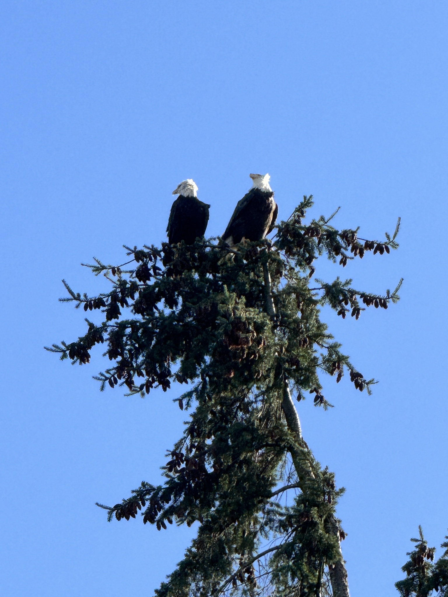 Haliaeetus leucocephalus